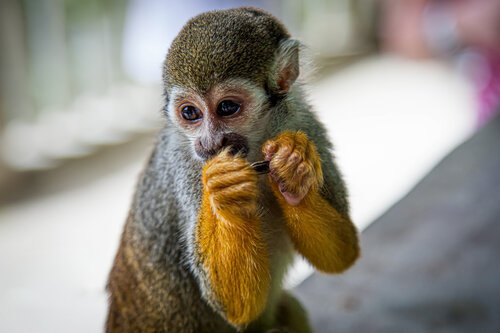 Monkey Do di Heather Hollis, Fotografia in vendita su Singulart