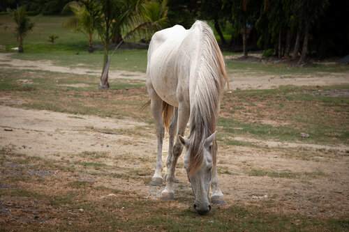 Horsing Around von Heather Hollis, Fotografie kaufen auf Singulart