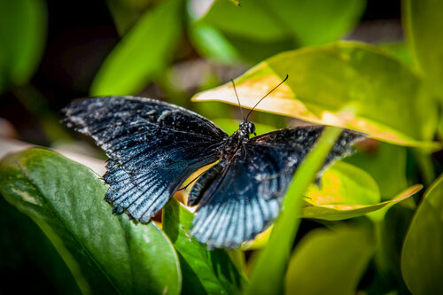 Fly With Me von Heather Hollis, Fotografie kaufen auf Singulart