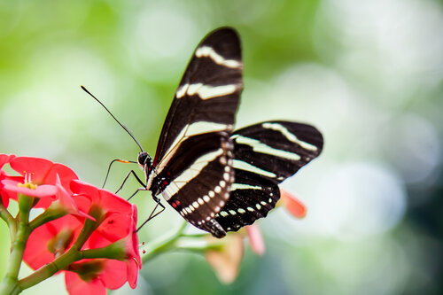Nectar Of The Gods von Heather Hollis, Fotografie kaufen auf Singulart