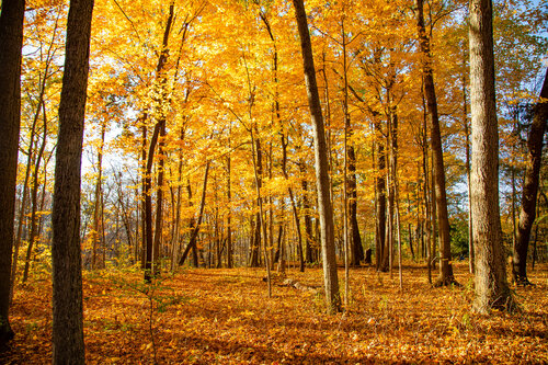 Golden Days de Heather Hollis, Fotografía a la venta en Singulart
