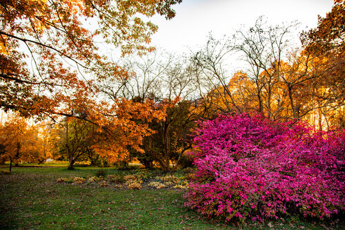 Colors of Fall von Heather Hollis, Fotografie kaufen auf Singulart