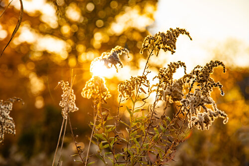 Golden Autumn von Heather Hollis, Fotografie kaufen auf Singulart
