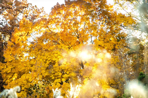 Leaves Of Yellow von Heather Hollis, Fotografie kaufen auf Singulart