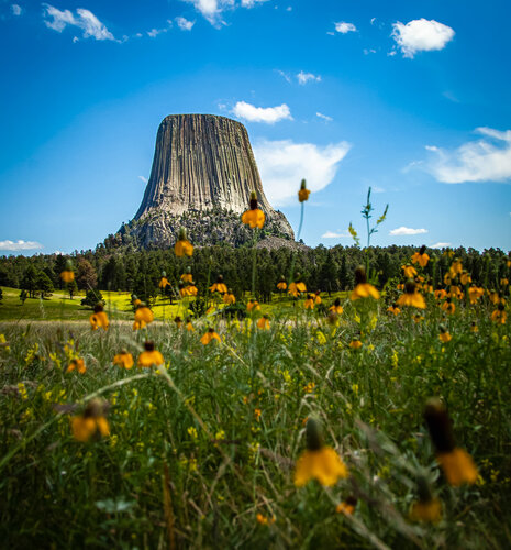 Among a Field of Flowers de Heather Hollis, Fotografía a la venta en Singulart
