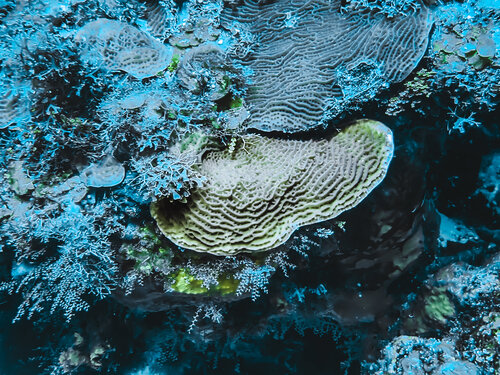 Disk In My Back Heather Hollis