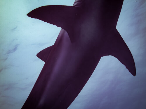 30 Meters Down van Heather Hollis, Fotografie te koop op Singulart