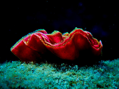 Ribbon Of Life Nudibranch Eggs van Heather Hollis, Fotografie te koop op Singulart