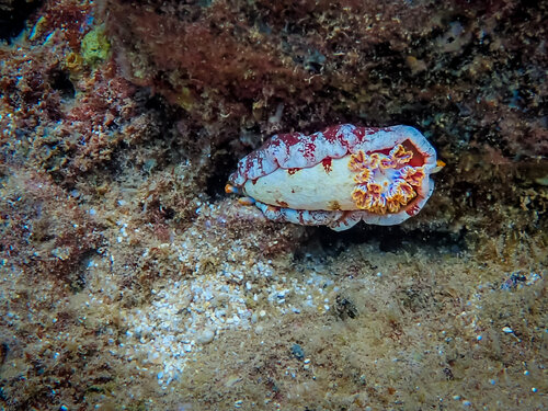 Nudibranch Along The Reef Heather Hollis