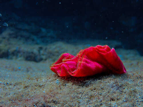Red Ribbon of Nudibranch Eggs di Heather Hollis, Fotografia in vendita su Singulart