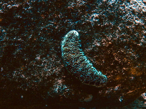 Sea Cucumber van Heather Hollis, Fotografie te koop op Singulart