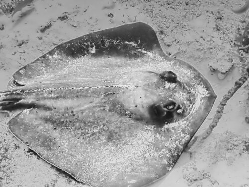 Mr. Ray van Heather Hollis, Fotografie te koop op Singulart