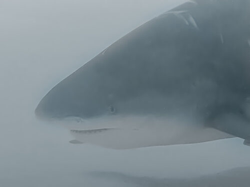 Swimming With A Bull van Heather Hollis, Fotografie te koop op Singulart