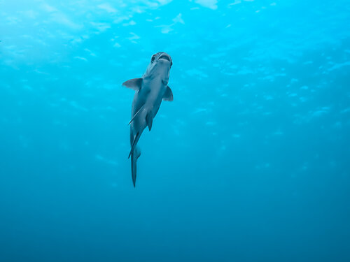 Magical Flight van Heather Hollis, Fotografie te koop op Singulart