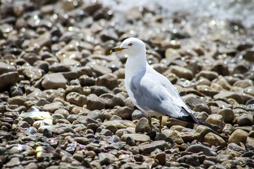 Seagull On Stones Heather Hollis