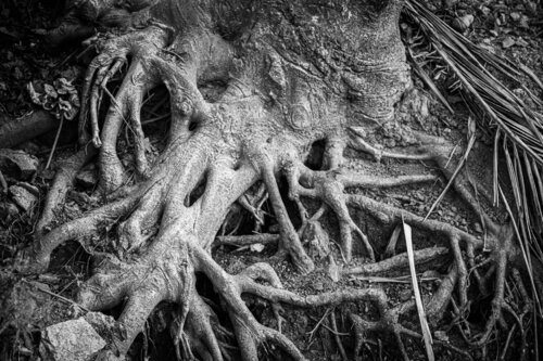 Roots Run Deep Heather Hollis