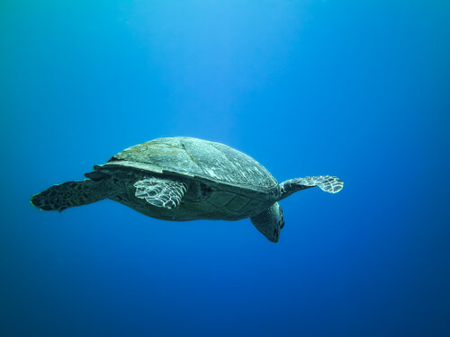 Away We Go Heather Hollis