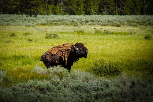 Raging Buffalo von Heather Hollis, Fotografie kaufen auf Singulart