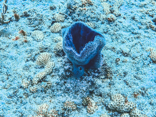 Cozy Coral Heather Hollis