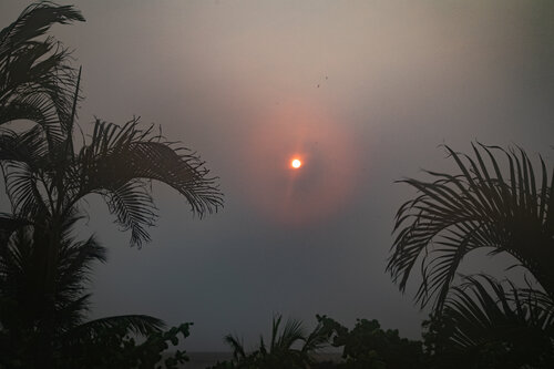 Tropical Haze von Heather Hollis, Fotografie kaufen auf Singulart