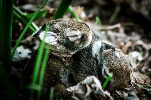 Sleeping Beauties Heather Hollis