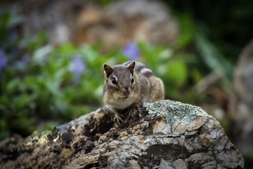 Chip Or Dale? von Heather Hollis, Fotografie kaufen auf Singulart
