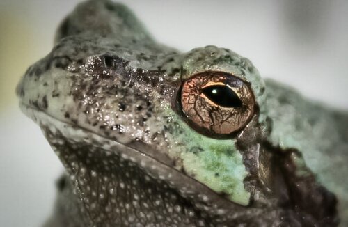 Frogger van Heather Hollis, Fotografie te koop op Singulart