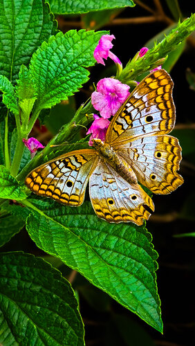 Wings Of Gold - On Acrylic de Heather Hollis, Fotografía a la venta en Singulart