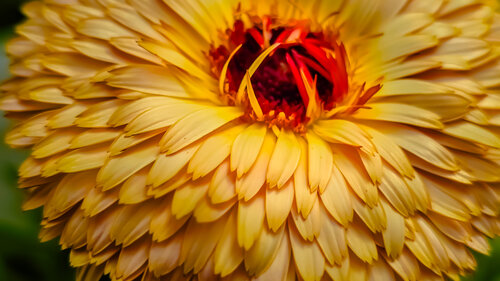 Golden von Heather Hollis, Fotografie kaufen auf Singulart