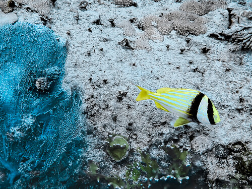 Yellow And Blue di Heather Hollis, Fotografia in vendita su Singulart