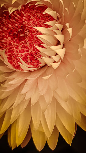 Petaled Perfection- On Acrylic di Heather Hollis, Fotografia in vendita su Singulart