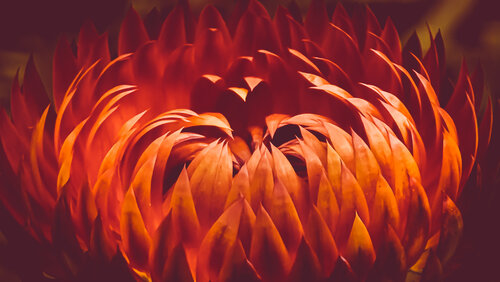 Foliage Of Fire - On Metal Heather Hollis