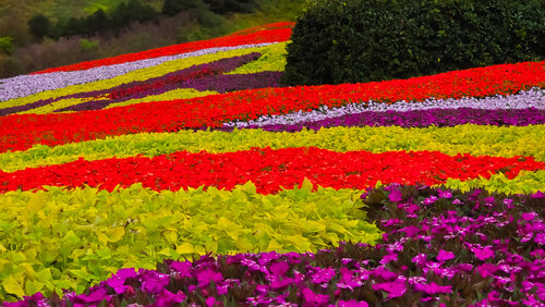 Floral Frenzy- On Metal di Heather Hollis, Fotografia in vendita su Singulart