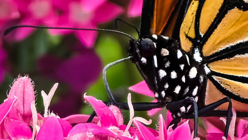 Monarch- On Metal di Heather Hollis, Fotografia in vendita su Singulart