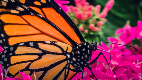 Mystical Monarch von Heather Hollis, Fotografie kaufen auf Singulart