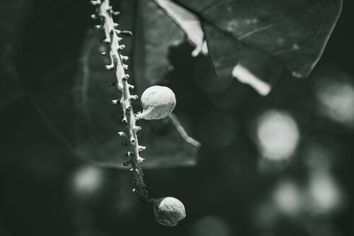 Envy di Heather Hollis, Fotografia in vendita su Singulart
