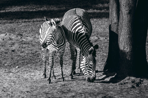 Stripes Heather Hollis