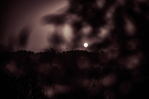 Frame The Night par Heather Hollis, Photographie en vente sur Singulart