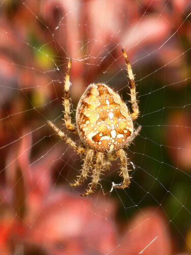 Dream Weaver di Heather Hollis, Fotografia in vendita su Singulart