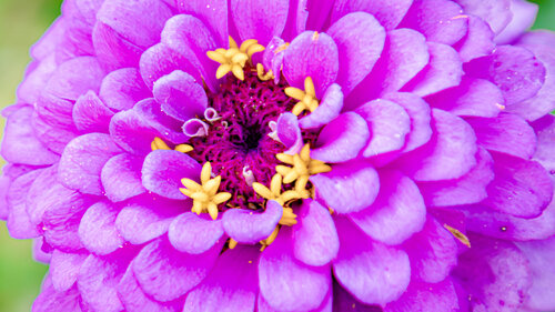 Violet Revere di Heather Hollis, Fotografia in vendita su Singulart