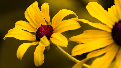 Sunny Day di Heather Hollis, Fotografia in vendita su Singulart
