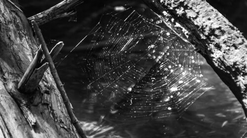 Come To My Web Heather Hollis