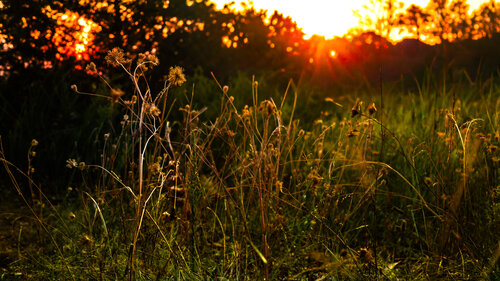 Ozark Sunset Heather Hollis