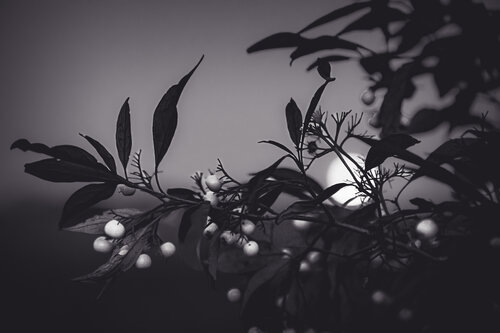 As Night Approaches di Heather Hollis, Fotografia in vendita su Singulart