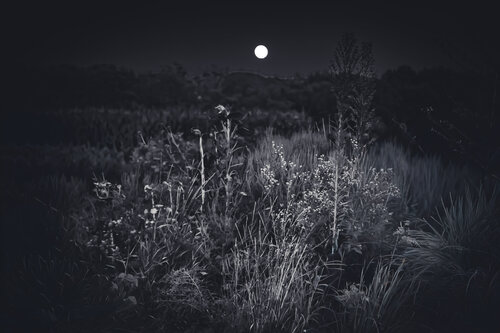 Haunting van Heather Hollis, Fotografie te koop op Singulart