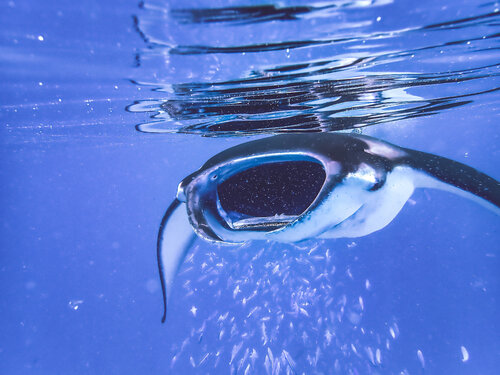 Daring di Heather Hollis, Fotografia in vendita su Singulart