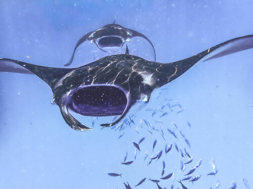 Midnight Giants di Heather Hollis, Fotografia in vendita su Singulart