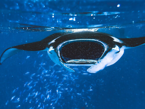 Plankton Galore van Heather Hollis, Fotografie te koop op Singulart