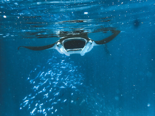 Feeding Frenzy di Heather Hollis, Fotografia in vendita su Singulart