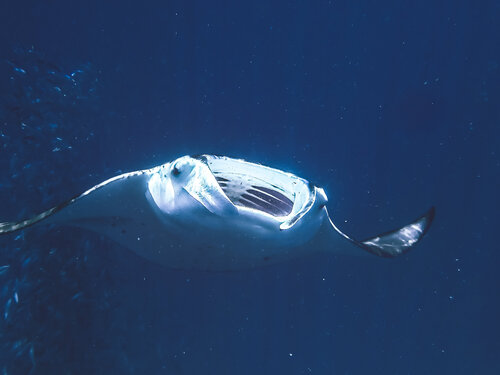 Majestic Heather Hollis